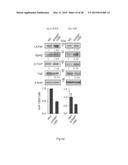 PROGNOSIS AND TREATMENT OF LUNG CANCER USING miRNA-135b diagram and image