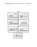 OLIGORIBONUCLEOTIDES AND METHODS OF USE THEREOF FOR TREATMENT OF ALOPECIA,     ACUTE RENAL FAILURE AND OTHER DISEASES diagram and image