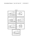 OLIGORIBONUCLEOTIDES AND METHODS OF USE THEREOF FOR TREATMENT OF ALOPECIA,     ACUTE RENAL FAILURE AND OTHER DISEASES diagram and image