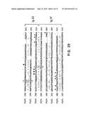 FLT4 (VEGFR-3) AS A TARGET FOR TUMOR IMAGING AND ANTI-TUMOR THERAPY diagram and image