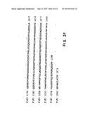 FLT4 (VEGFR-3) AS A TARGET FOR TUMOR IMAGING AND ANTI-TUMOR THERAPY diagram and image