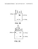 FLT4 (VEGFR-3) AS A TARGET FOR TUMOR IMAGING AND ANTI-TUMOR THERAPY diagram and image