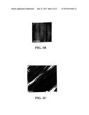 SYSTEM AND METHOD USEFUL FOR SARCOMERE IMAGING VIA OBJECTIVE-BASED     MICROSCOPY diagram and image