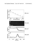 SYSTEM AND METHOD USEFUL FOR SARCOMERE IMAGING VIA OBJECTIVE-BASED     MICROSCOPY diagram and image