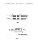 Methods And Compositions Comprising A Drosophila Model Of Amyotrophic     Lateral Sclerosis diagram and image