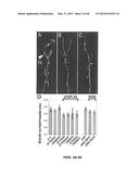 Methods And Compositions Comprising A Drosophila Model Of Amyotrophic     Lateral Sclerosis diagram and image