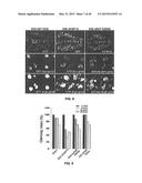 Methods And Compositions Comprising A Drosophila Model Of Amyotrophic     Lateral Sclerosis diagram and image