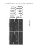 Methods And Compositions Comprising A Drosophila Model Of Amyotrophic     Lateral Sclerosis diagram and image