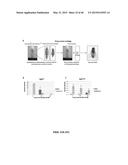 Methods And Compositions Comprising A Drosophila Model Of Amyotrophic     Lateral Sclerosis diagram and image