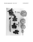 Hybrid tea rose plant names  JACnizea  diagram and image
