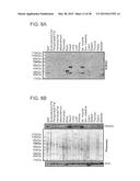 NOVEL SURFACE MARKERS FOR ADIPOSE TISSUE diagram and image