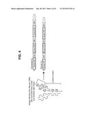 CANINIZED ANTI-NGF ANTIBODIES AND METHODS THEREOF diagram and image