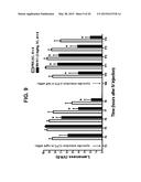 CANINIZED ANTI-NGF ANTIBODIES AND METHODS THEREOF diagram and image