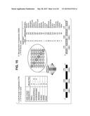 CANINIZED ANTI-NGF ANTIBODIES AND METHODS THEREOF diagram and image