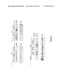 Methods for Treating Cancer by Administering an Anti-Ang-2 Antibody diagram and image