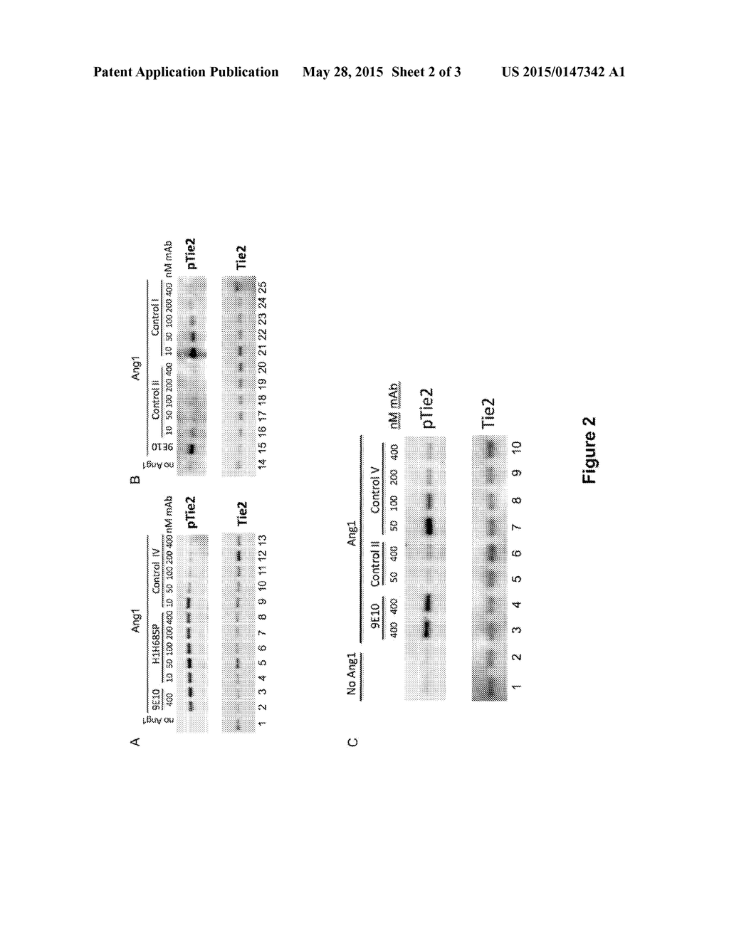 Methods for Treating Cancer by Administering an Anti-Ang-2 Antibody - diagram, schematic, and image 03