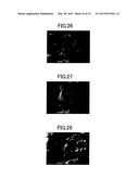 ALUMINA POROUS BODY AND METHOD FOR MANUFACTURING SAME diagram and image