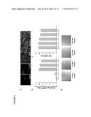 COMPOSITION COMPRISING OF A CONDUCTING POLYMER FOR DETECTING, CAPTURING,     RELEASING, AND COLLECTING CELL diagram and image