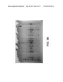 METHOD FOR DETERMINING DISEASE SEVERITY IN TAUOPATHY-RELATED     NEURODEGENERATIVE DISORDERS diagram and image