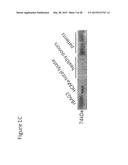 BAG3 AS BIOCHEMICAL SERUM AND TISSUE MARKER diagram and image