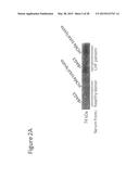 BAG3 AS BIOCHEMICAL SERUM AND TISSUE MARKER diagram and image