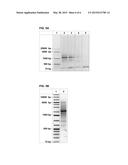 5  protection dependent amplification diagram and image