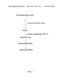 Recombinant Non-Animal Cell for Making Biliverdin diagram and image