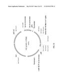 Recombinant Non-Animal Cell for Making Biliverdin diagram and image