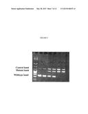 HERBICIDE-RESISTANT SUNFLOWER PLANTS WITH MULTIPLE HERBICIDE RESISTANT     ALLELES OF AHASL1 AND METHODS OF USE diagram and image