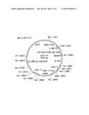 SURFACE ANCHORED LIGHT CHAIN BAIT ANTIBODY DISPLAY SYSTEM diagram and image