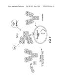 SURFACE ANCHORED LIGHT CHAIN BAIT ANTIBODY DISPLAY SYSTEM diagram and image