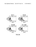 SURFACE ANCHORED LIGHT CHAIN BAIT ANTIBODY DISPLAY SYSTEM diagram and image