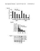 SERINIQUINONES, MELANOMA-SPECIFIC ANTICANCER AGENTS diagram and image