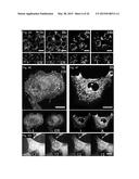 SERINIQUINONES, MELANOMA-SPECIFIC ANTICANCER AGENTS diagram and image