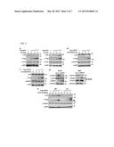 USP37 INACTIVATION AS A TREATMENT FOR PLZF/RARA-ASSOCIATED ACUTE     PROMYELOCYTIC LEUKEMIA diagram and image