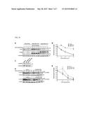 USP37 INACTIVATION AS A TREATMENT FOR PLZF/RARA-ASSOCIATED ACUTE     PROMYELOCYTIC LEUKEMIA diagram and image