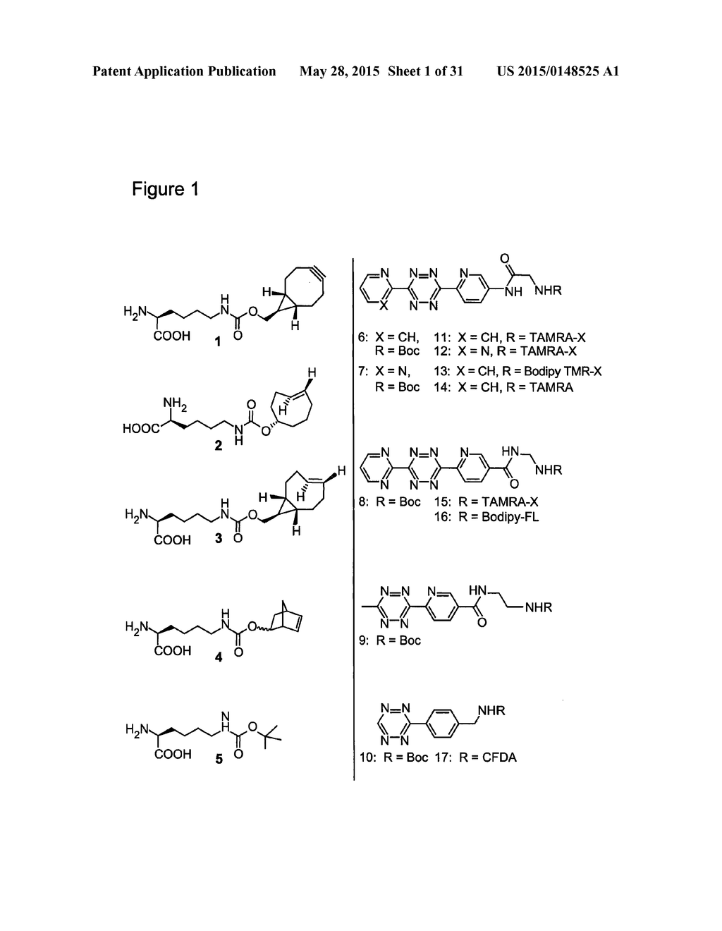 METHODS OF INCORPORATING AN AMINO ACID COMPRISING A BCN GROUP INTO A     POLYPEPTIDE USING AN ORTHOGONAL CODON ENCODING IT AND AN ORTHORGONAL     PYLRS SYNTHASE - diagram, schematic, and image 02