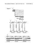 METHODS OF INCORPORATING AN AMINO ACID COMPRISING A BCN GROUP INTO A     POLYPEPTIDE USING AN ORTHOGONAL CODON ENCODING IT AND AN ORTHORGONAL     PYLRS SYNTHASE diagram and image