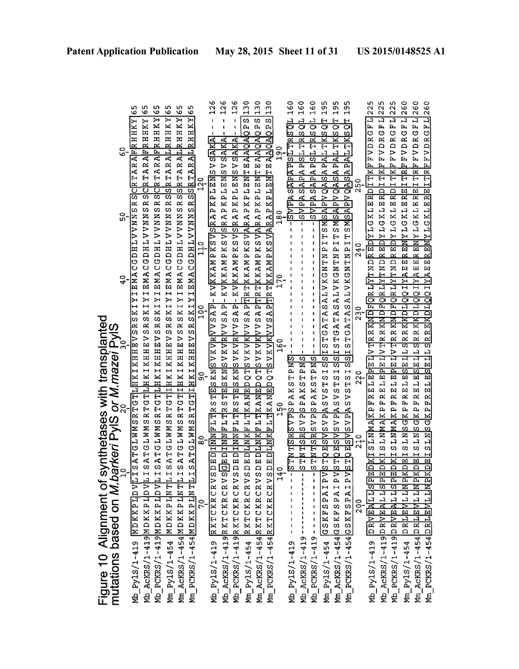 METHODS OF INCORPORATING AN AMINO ACID COMPRISING A BCN GROUP INTO A     POLYPEPTIDE USING AN ORTHOGONAL CODON ENCODING IT AND AN ORTHORGONAL     PYLRS SYNTHASE - diagram, schematic, and image 12