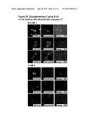 METHODS OF INCORPORATING AN AMINO ACID COMPRISING A BCN GROUP INTO A     POLYPEPTIDE USING AN ORTHOGONAL CODON ENCODING IT AND AN ORTHORGONAL     PYLRS SYNTHASE diagram and image