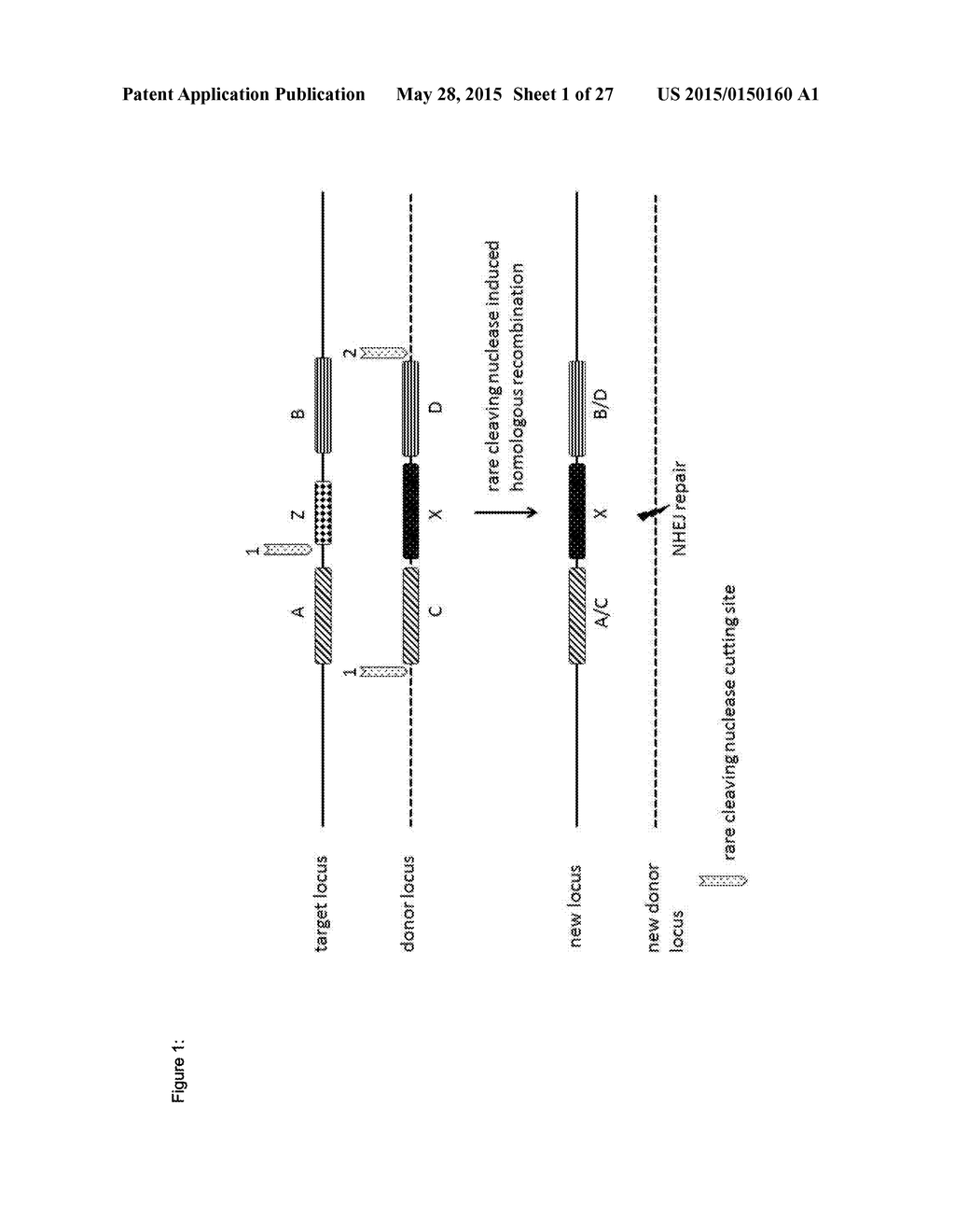 In Planta Recombination - diagram, schematic, and image 02