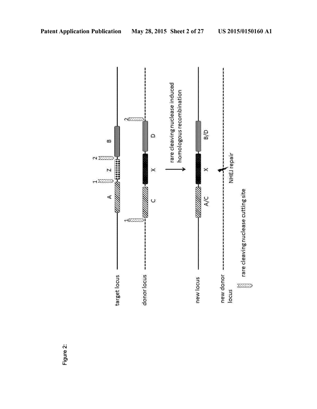 In Planta Recombination - diagram, schematic, and image 03