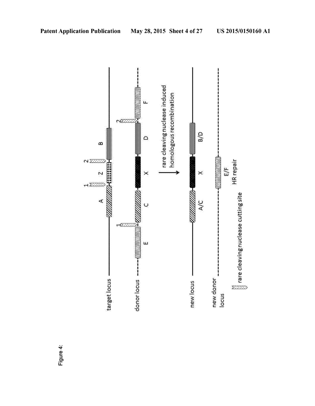 In Planta Recombination - diagram, schematic, and image 05