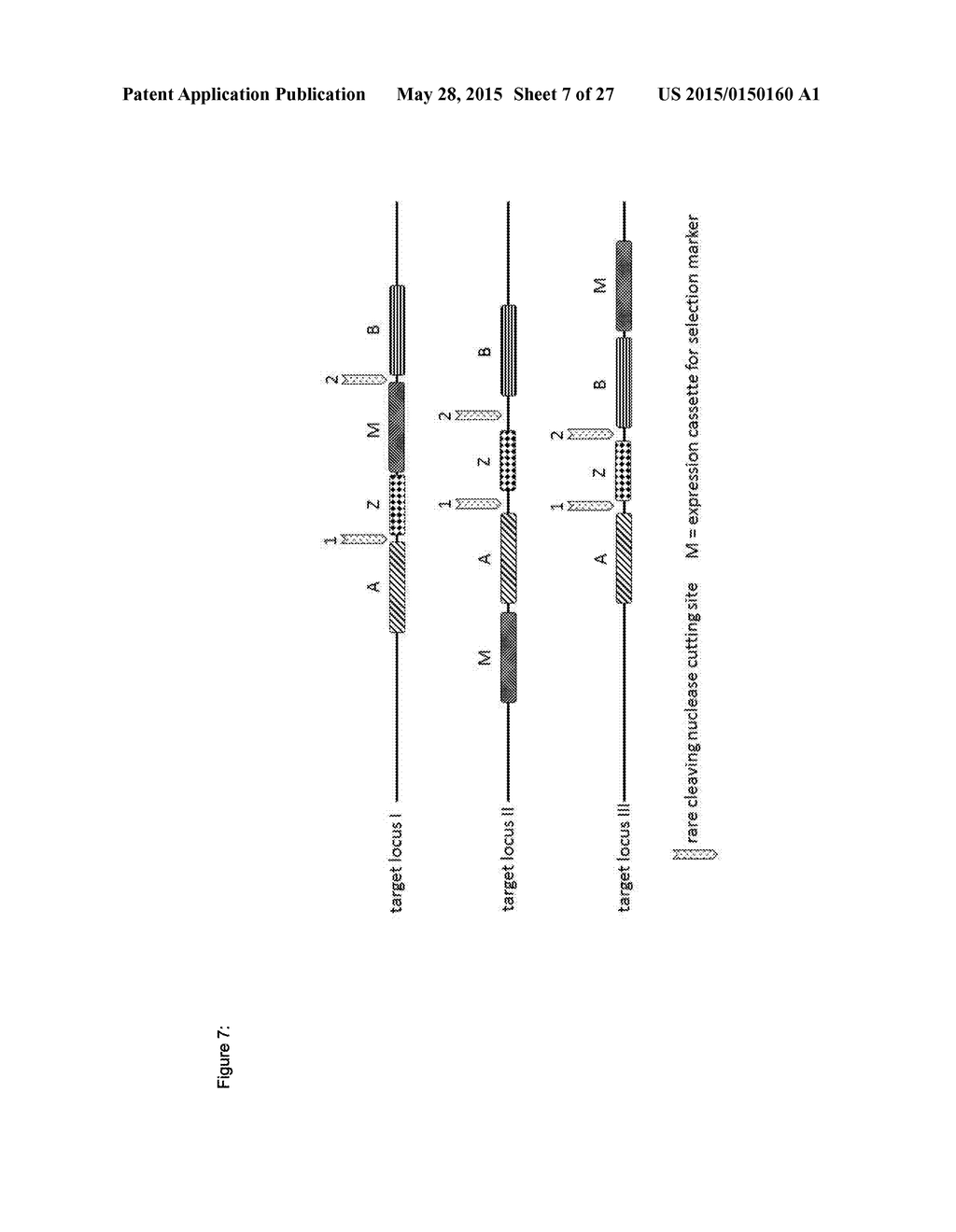 In Planta Recombination - diagram, schematic, and image 08