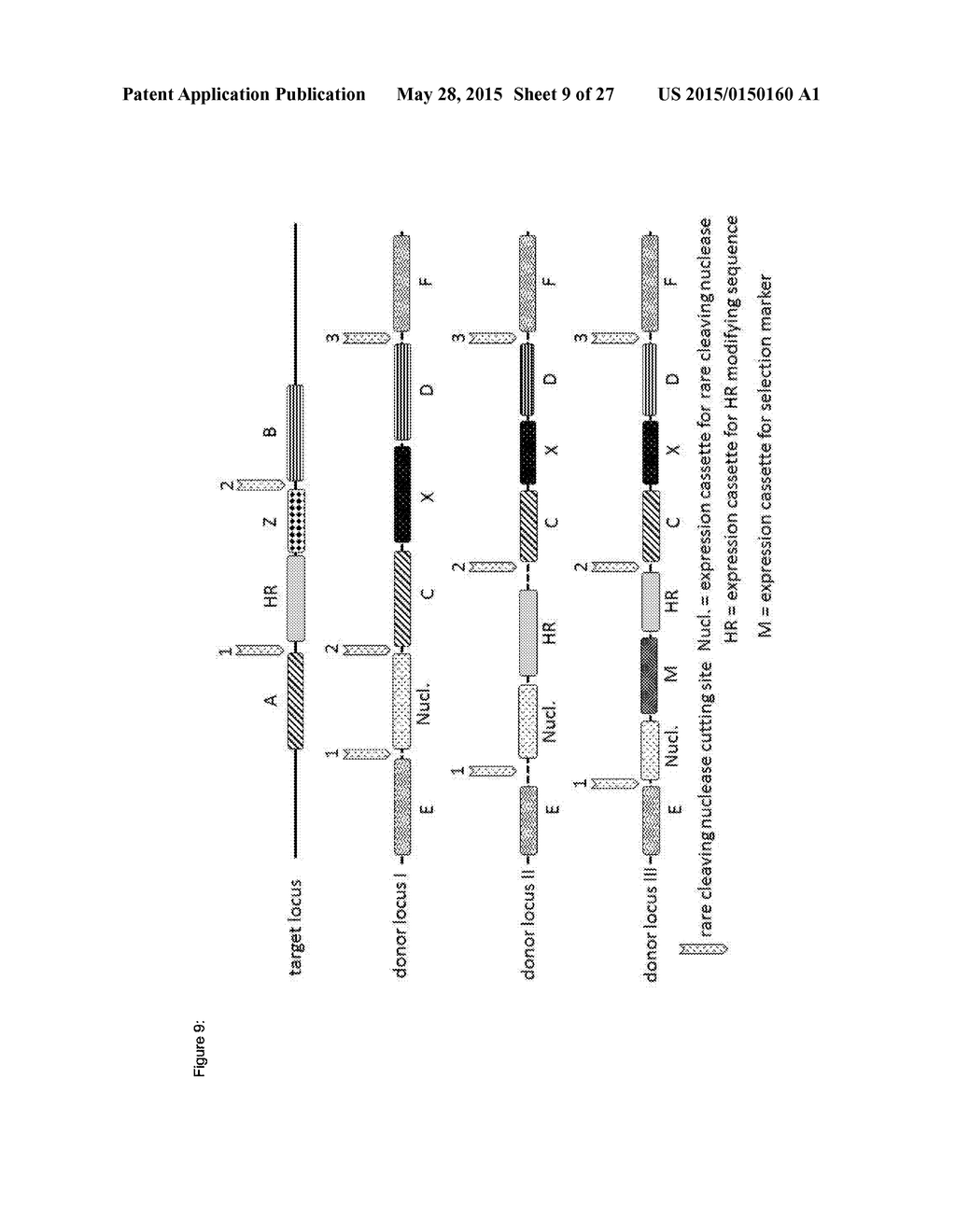 In Planta Recombination - diagram, schematic, and image 10