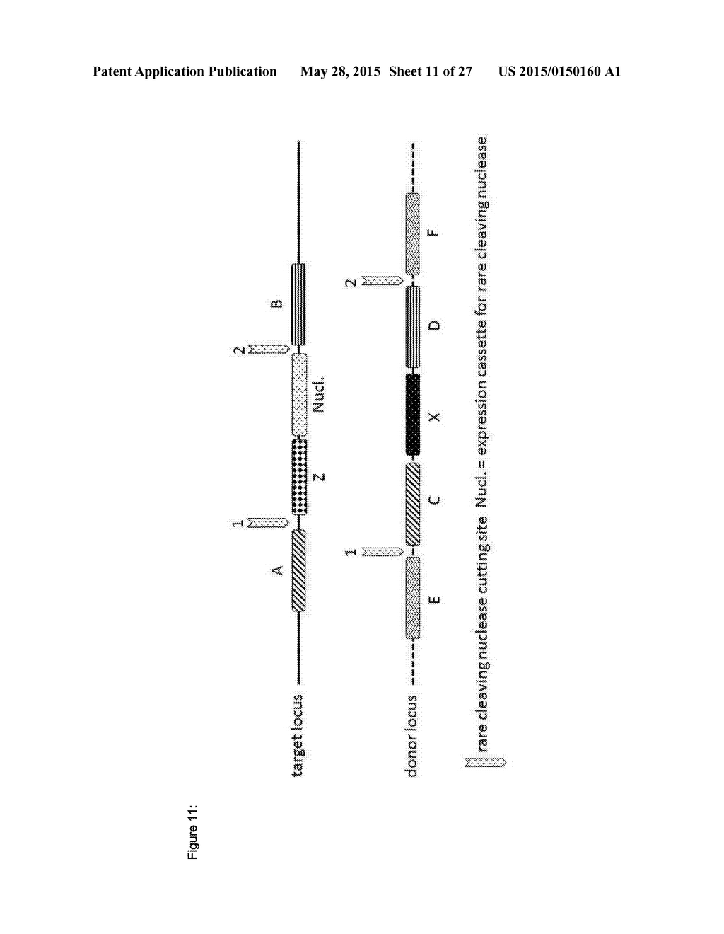In Planta Recombination - diagram, schematic, and image 12
