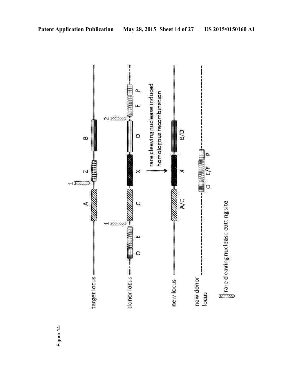 In Planta Recombination - diagram, schematic, and image 15