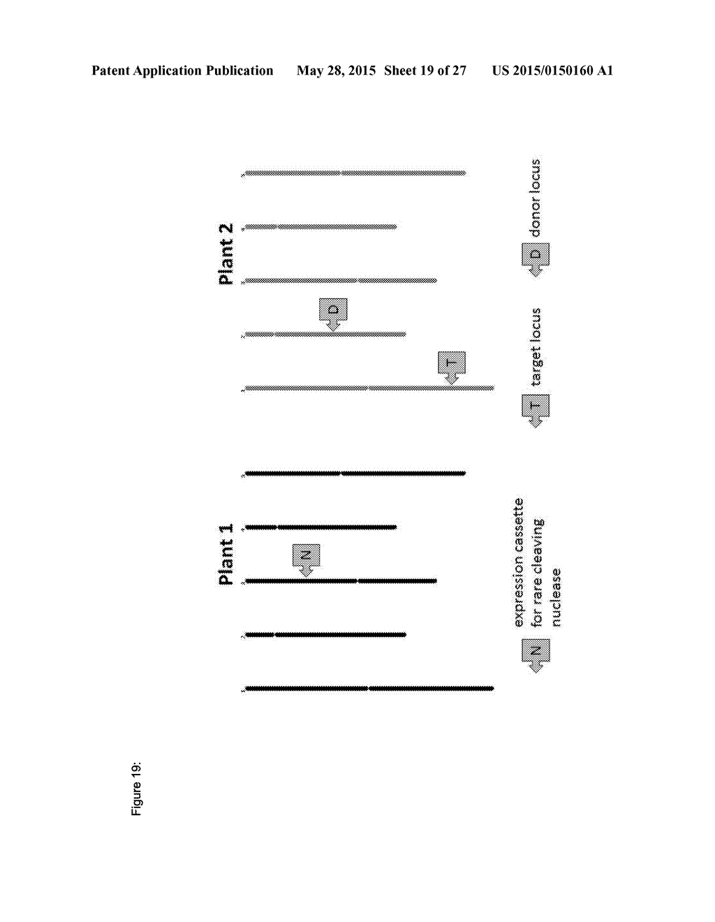 In Planta Recombination - diagram, schematic, and image 20