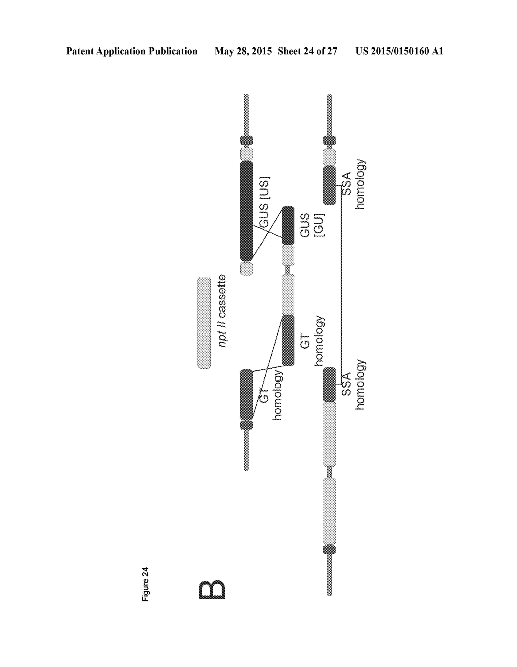 In Planta Recombination - diagram, schematic, and image 25