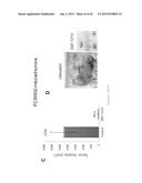 POLYENOLIC ZINC-BINDING AGENTS (PEZBINS) ACTIVELY PROMOTE INACTIVATION OF     CANCER STEM CELLS AND POTENTIATE CYTOTOXIC ANTI-TUMOR DRUG SUBSTANCES diagram and image